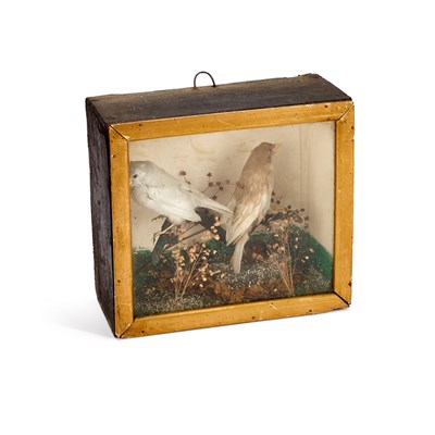 Lot 394 - TAXIDERMY: TWO BIRDS
