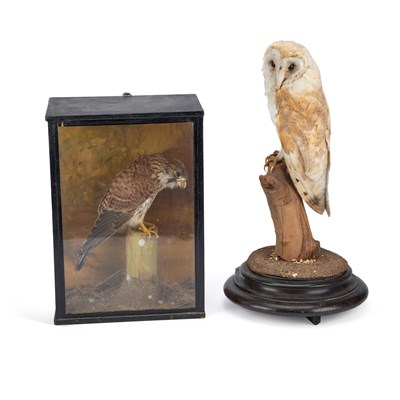 Lot 366 - TAXIDERMY: A BARN OWL (TYTO ALBA)