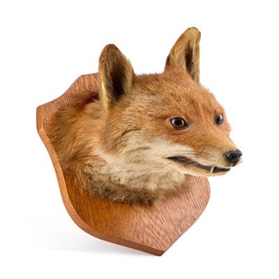 Lot 377 - A TAXIDERMY FOX (VULPES VULPES) MASK
