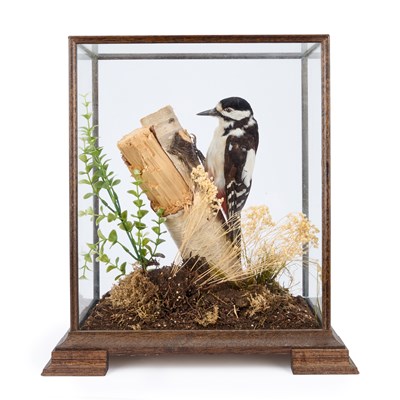 Lot 1112 - TAXIDERMY: A CASED GREAT SPOTTED WOODPECKER (DENDROCOPOS MAJOR)