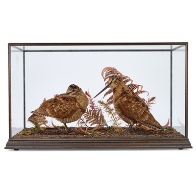 Lot 1113 - TAXIDERMY: A CASED PAIR OF EUROPEAN WOODCOCKS (SCOLOPAX RUSTICOLA)