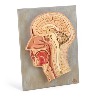 Lot 987 - A SOMSO ANATOMICAL MODEL OF A HEAD