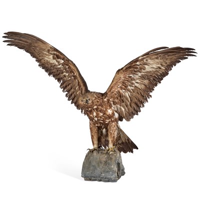 Lot 1073 - TAXIDERMY: A GOLDEN EAGLE (AQUILA CHRYSAETOS)