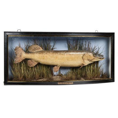 Lot 1074 - TAXIDERMY: A LARGE PIKE (ESOX LUCIUS)