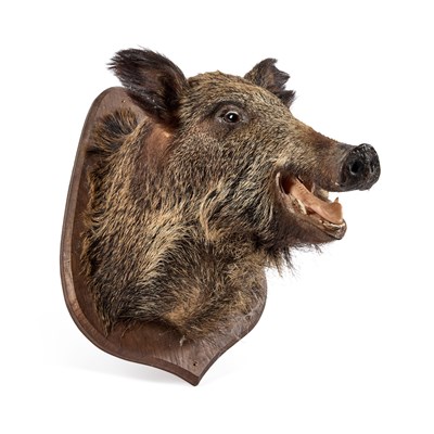 Lot 1072 - A EUROPEAN WILD BOAR (SUS SCROFA)