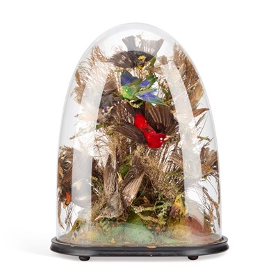 Lot 942 - A VICTORIAN TAXIDERMY BIRD DISPLAY AND DOME