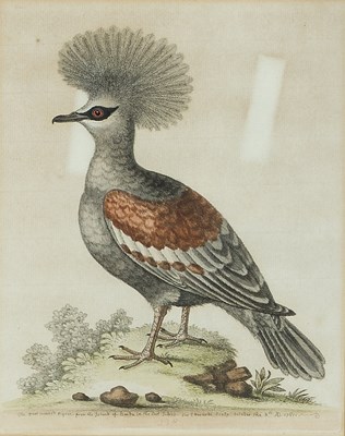 Lot 729 - AFTER GEORGE EDWARDS (1694-1773)
